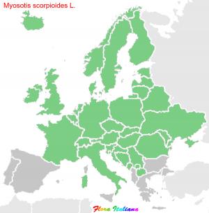 Myosotis scorpioides L.
